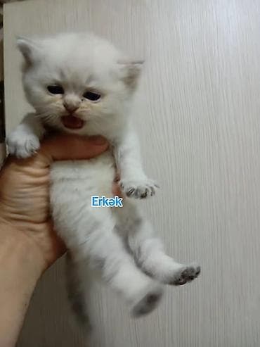 itler pikines type 1: Şotland, Erkək — 2