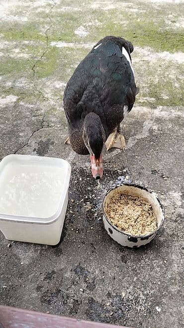 quzu şəkilləri: Erkək, | Lal ördək, Damazlıq, Ünvandan götürmə — 5