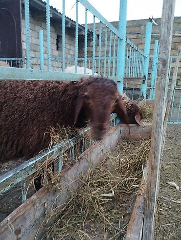 qoyun sortlari: Qala quzusudur damazliga yarayır 5ayliq quzudu quzunun anasıda — 5