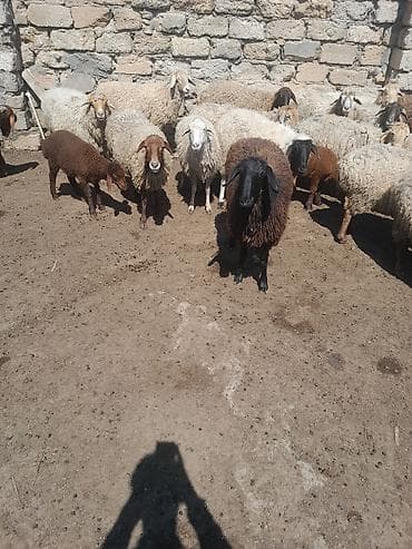 qoyun itleri: Topdan satilir 28 baw qoyun satilir otlaq gormuw heyvanlardi 10 ededi — 3