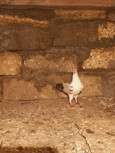 drakon goyərcin: Salam qirmiz quyurugdu maya olmadi oz quwlarim balasdi — 7