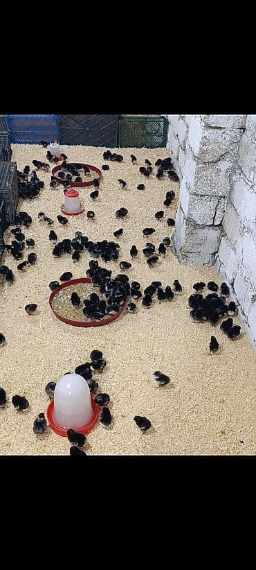доильный аппарат для коров купить: Куриные цыплята, Для разведения — 2