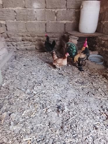 hind toyuğu: Toyuq, Yumurtalıq — 2