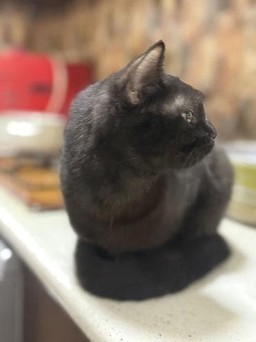 Türk anqora, Dişi, Yaxşı əllərə, Ünvandan götürmə — 5