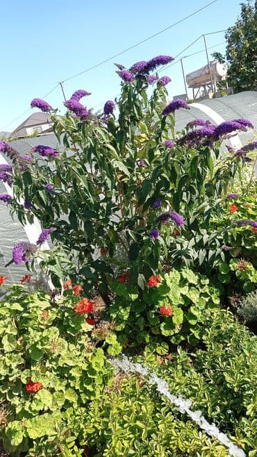 gul toxumlari: Həyət gülleri. 90növ çesid var! — 5