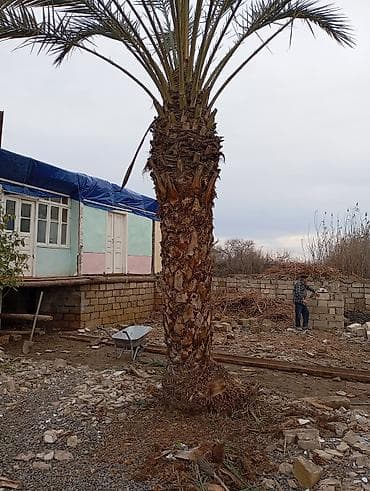 Xurma (xurma xurması) palm ağacı - Növ: Xurma palmı (Phoenix