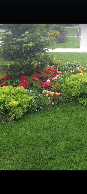 göbələk toxumu satişi: Qazon çatrlma qurasdrma
#qazon
qazonsatişi
#qachon
#qazon — 2