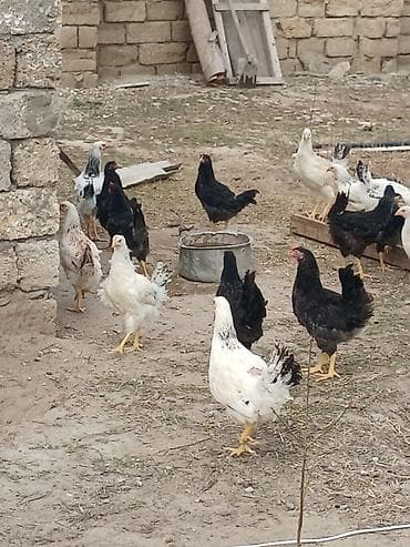 bakıda it satışı: ‼️ Təcili Satılır ‼️ 35 ədəd 5 aylıq colpalar satılır tam — 5