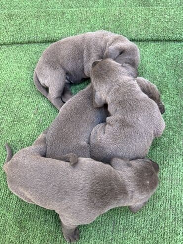 кане корсо цена: Kane-Korso, 1 ay, Erkek, Sənədli, Ünvandan götürmə — 6