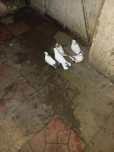 Quşlar: Saqlam quslardir maraqlananlar yaza biler 5 ededir — 2