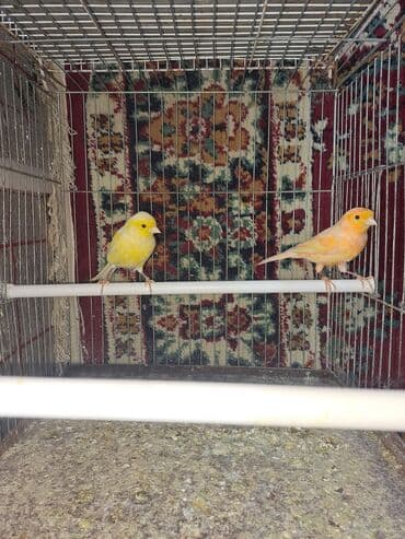 tuk tuk mmc: Hazir cut bulbuller erkey 1yas maya 10ayliq.erkey qirmizi maya ag — 4