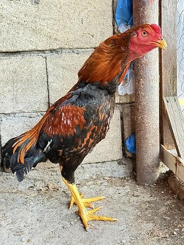 kend cuceleri: Cins: Uzunboyun döyüş tipli xoruz (yerli seleksiya) Rəng: Qırmızı-qara — 1