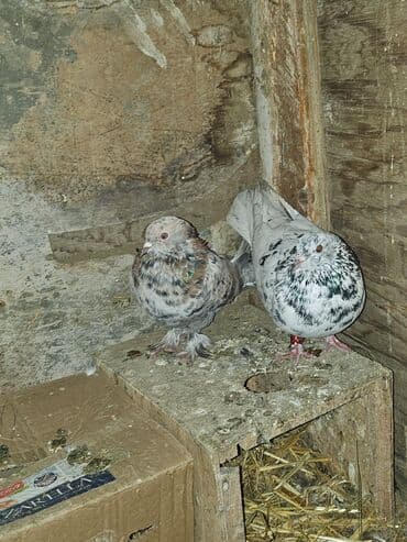 Bülbüllər: Müxtəlif rənglərdə iki göyərçin təklif olunur. Biri gənc, qəhvəyi, boz — 5