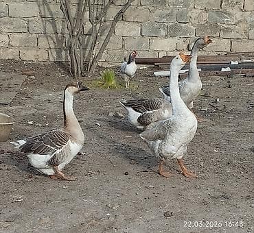 Qaz sürüsü satılır.Iki dişi iki erkek - Şəkillərdə qarışıq rəngli