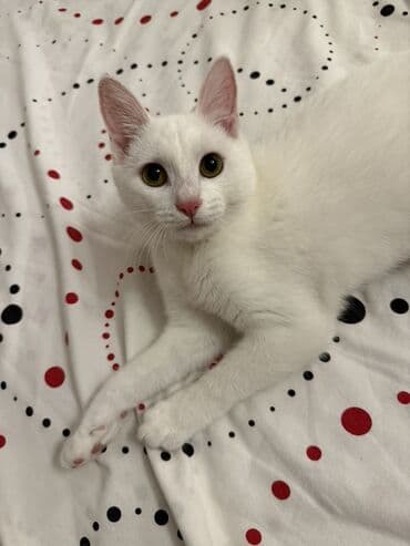 приют для кошек в баку: Yaxşı əllərə — 1