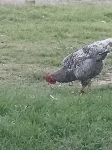 kekilli toyuq: Xoruz, il: 1, Ünvandan götürmə — 3