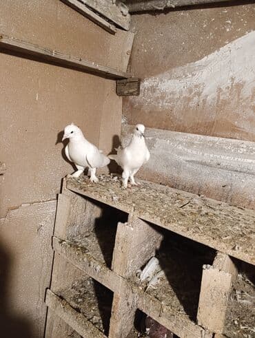 Moskviç: Tutulma Qusdar göz qabaqinda ikside erkeydi saqlam qusdardi qiymət — 1