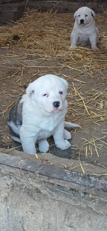 Lexus: Alabay, 1 ay, Erkek, Peyvəndli, Ödənişli çatdırılma — 6