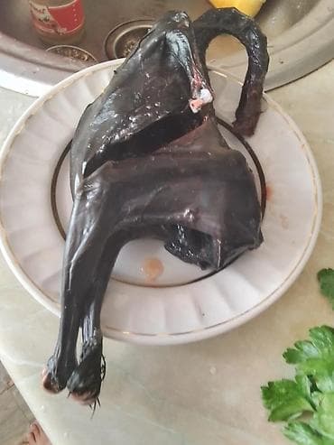 ucuz toyuqlar: Toyuq cücələri, Ətlik — 2