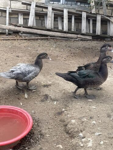 значок хары бюльбюль купить: Təmiz cins zqmrüdü rəng kül rəngi lal ördəklər satılır 3ay 4aylıq — 2