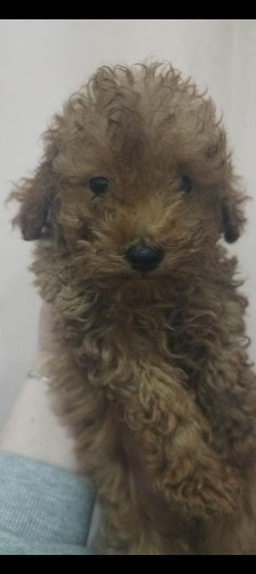 pişik balaları: Pudel, 2 ay, Erkek, Peyvəndli, Ödənişli çatdırılma — 3