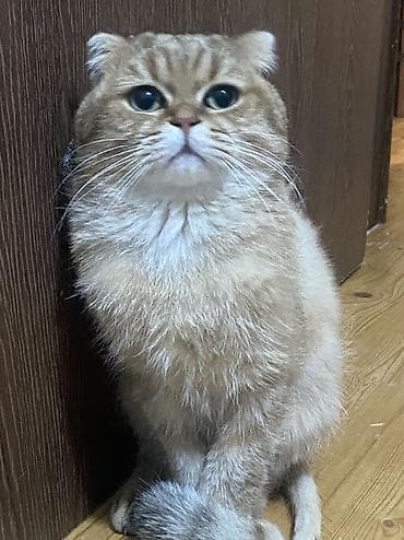 ucuz it: Qızıl şinşilla, Erkək, Cütləşmə üçün — 3