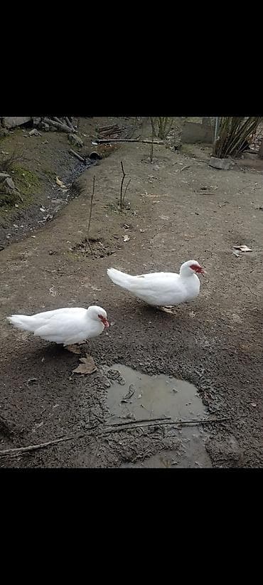 dalmatin satilir: 1 cut ağ lal ördek satılır tam damazliğ — 1