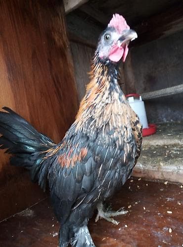 disi it adlari: Cücəxoruz – dekorativ cins - Rəng: qara əsaslı, qızılı-qonur — 4