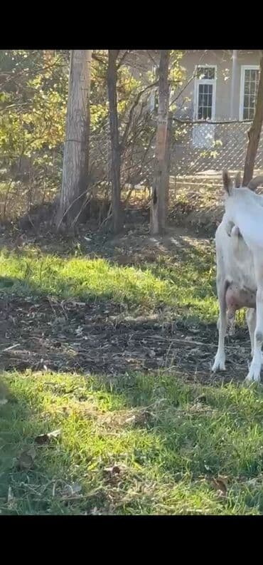 sudluk inekler: Sanen keçileri tam təmiz saf qandı təmizliyinə və sağlamlığına — 4