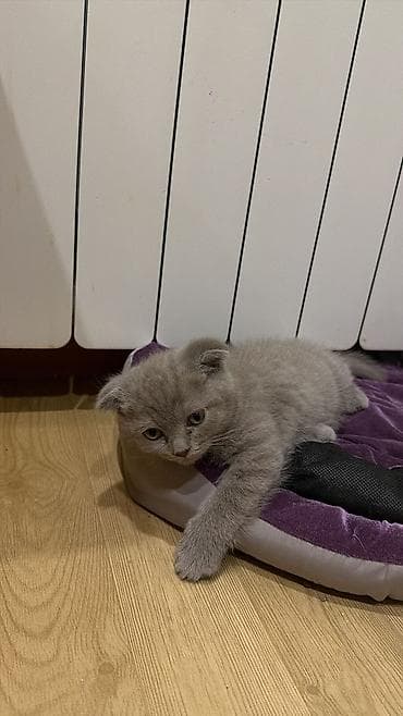 Şotland yastı qulaq — 4