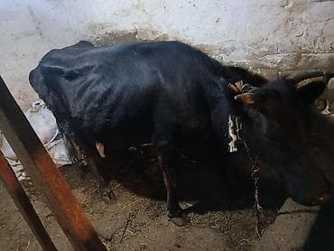Yemde olan maldi cavan etlik