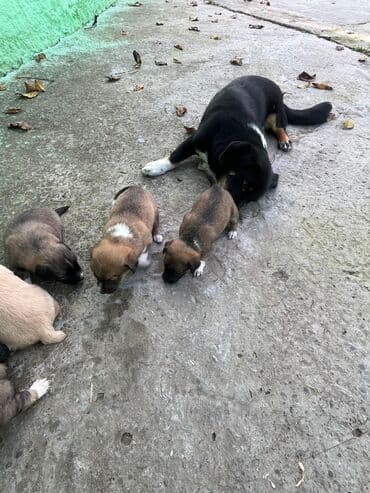 ən gözəl it adları: 1 ay — 8