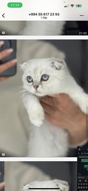 pişim: Şotland, Erkək, Yaxşı əllərə — 9