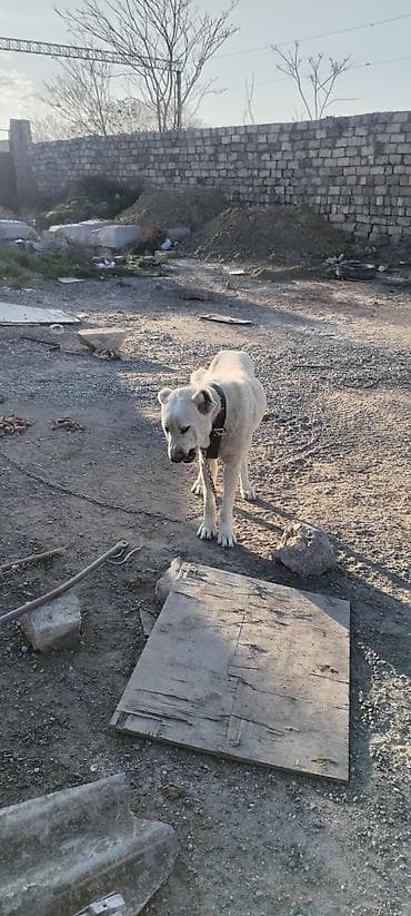 itlərin sekisi: Alabay, 2 il, Erkek — 3