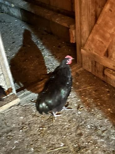 coban iti satilir: Məhsul: Safqan xoruzlar Təsvir: - Şəkillərdə müxtəlif rəngli, iri — 7