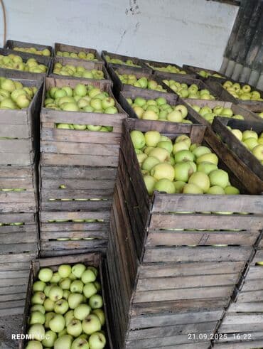 Yaşıl alma – taxta yeşiklərdə - Məhsul: Yaşıl rəngli, şirəli masa