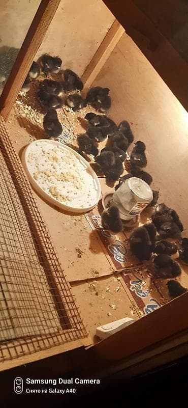 qara avstralorp neyin cinsidir: Australorp cücə — 3