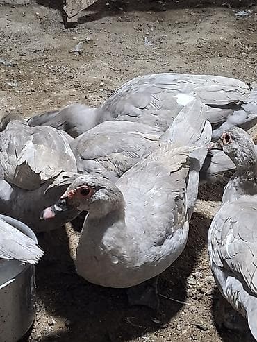 cane corso yavru: Temiz cins cavan lavanda ordekleri satilir tam damazliq 9 disi 1 erkek — 2