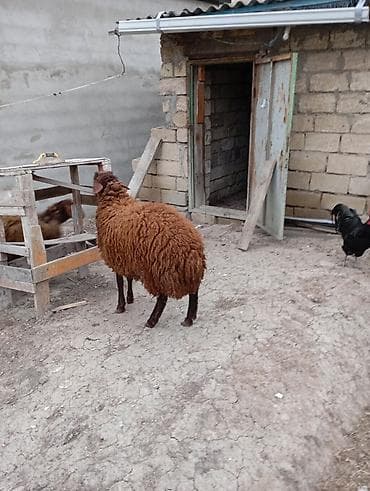 Heyvanlar üçün mallar: Erkək, Qala, il: 1, 57 kq, Damazlıq, Ünvandan götürmə — 2