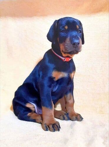 Akvariumlar: Doberman, 2 ay, Erkek, Sənədli, Pulsuz çatdırılma — 9