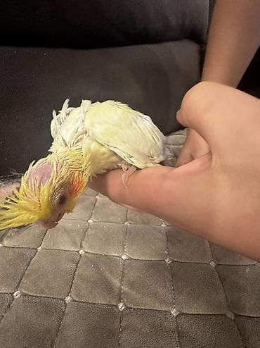 ev itlerinin satisi: Korella aılesı satılır.Ata ana 4 bala.Balalardan bırı — 1