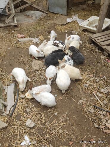 Akvarium aksessuar və ləvazimatları: Dovşanlar – müxtəlif rəng və ölçülərdə - Növ: ev dovşanları - — 1