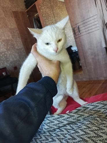 qoyun ucuz: Dişi, Yaxşı əllərə, Pulsuz çatdırılma, Ödənişli çatdırılma — 4