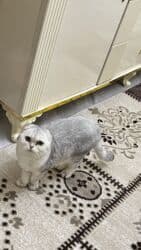 tap.az pişiklər: Şotland yastı qulaq — 1