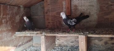 göyercin yuvası: Cüt dekorativ göyərçin - Növ: dekorativ/oynaq göyərçinlər - Rəng — 4