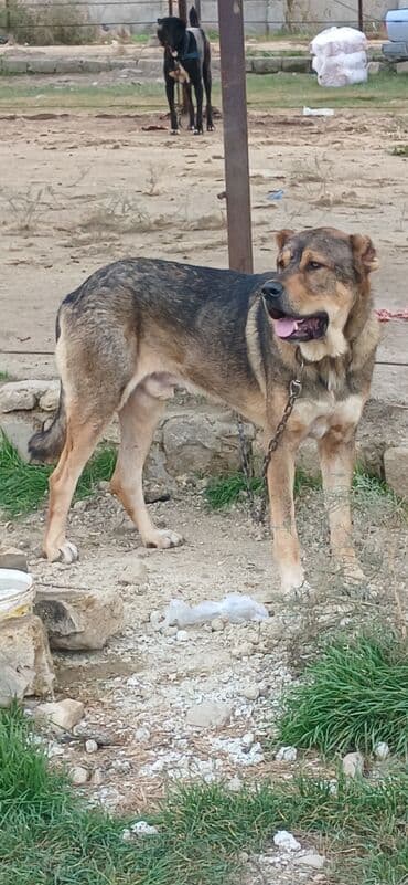 отдам в хорошие руки маленькую собачку: Qurdbasar, 2 il, Erkek, Peyvəndli, Pulsuz çatdırılma — 13