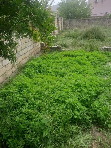 продажа земельных участков в баку: 6 соток, Для строительства — 4