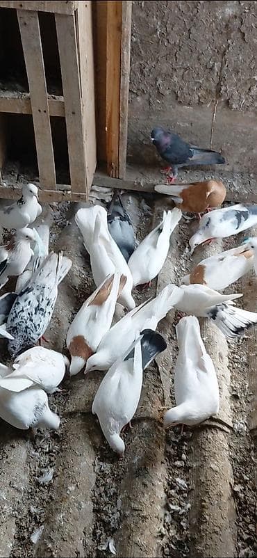 Птицы: Məhsul: Ev göyərçinləri gördüyünüz quşların hamsı bir dam quşdur 40dan — 1