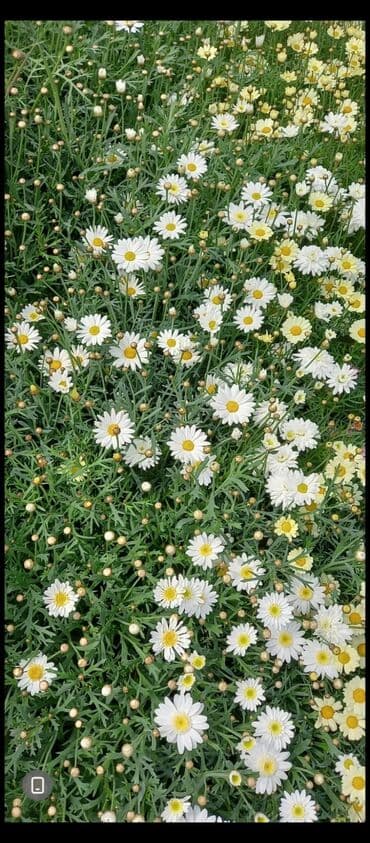 Seyflər: Margaret (Argyranthemum. papatiya frutescens) – dekorativ kol — 2