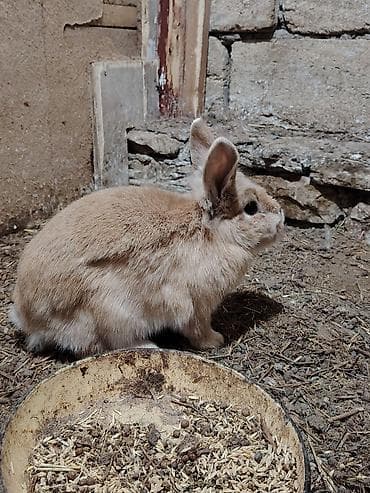 Digər heyvanlar: 5 dənəsi bir yerdə 80 Azn. Tək tək 20 Azn. Ev dovşanları – dekorativ — 5